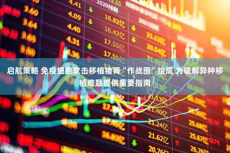 启航策略 免疫细胞攻击移植猪肾“作战图”绘成 为破解异种移植难题提供重要指南