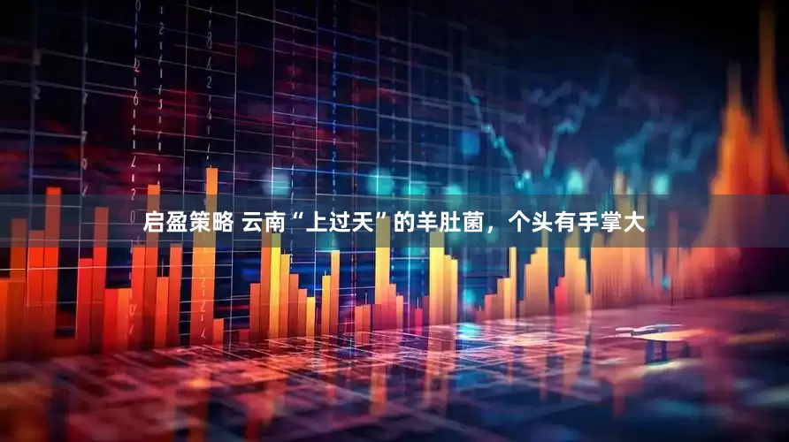 启盈策略 云南“上过天”的羊肚菌，个头有手掌大